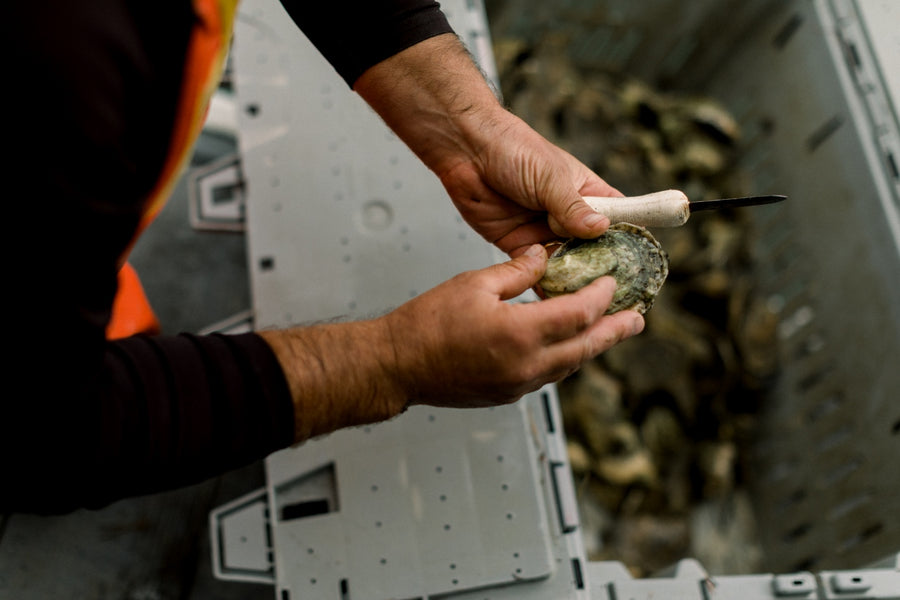 FARM HIGHLIGHT: JOHN'S RIVERS OYSTERS