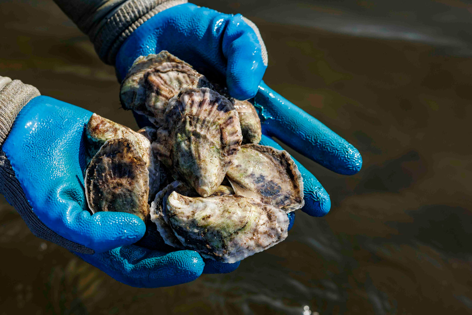 Make the Most of National Oyster Day (August 5)