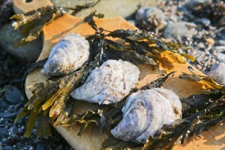 Months Ending in “R”: Oyster Myth or Reality?