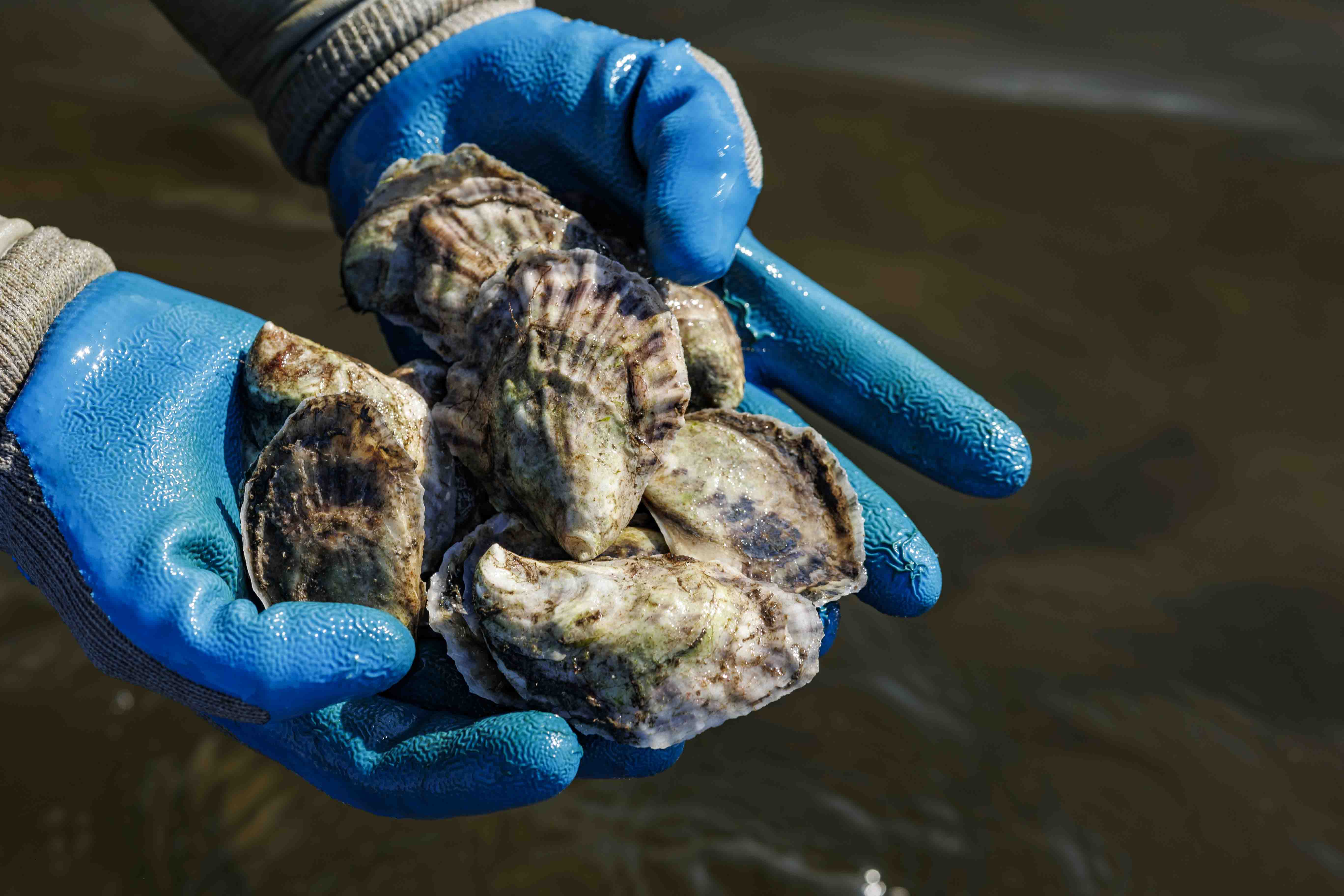 Make the Most of National Oyster Day (August 5)