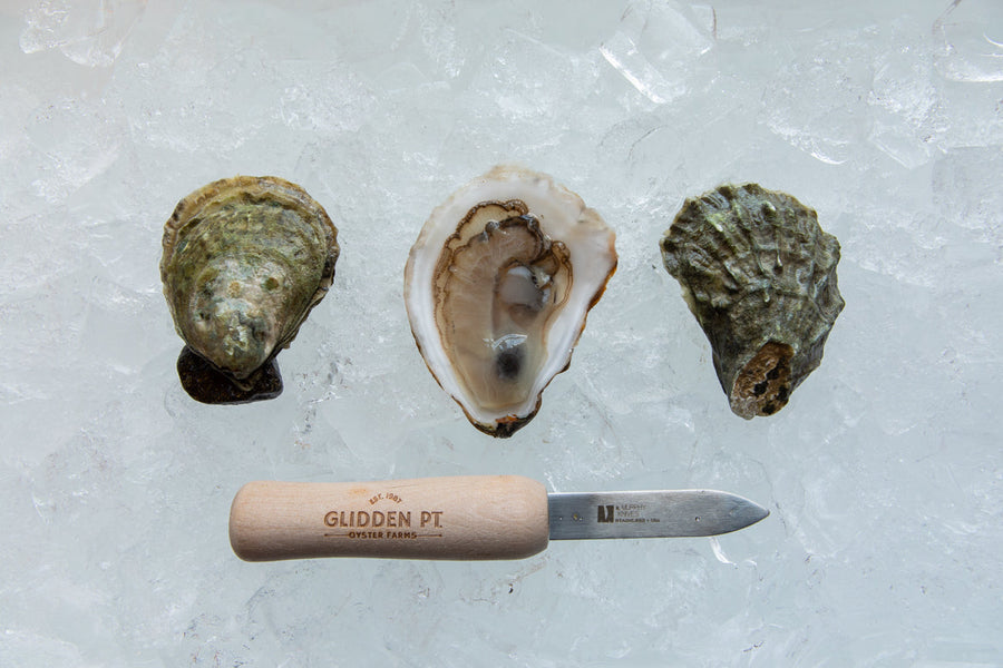 Wild vs. Farmed Maine Oysters: What’s the Diff and Why It Matters