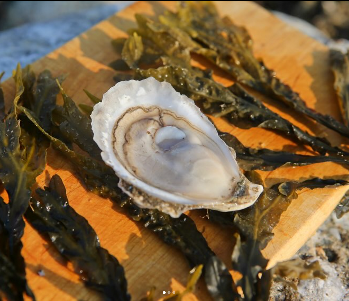 A Saltwater Cowgirls oyster on the half shell, on a cutting board with seaweed