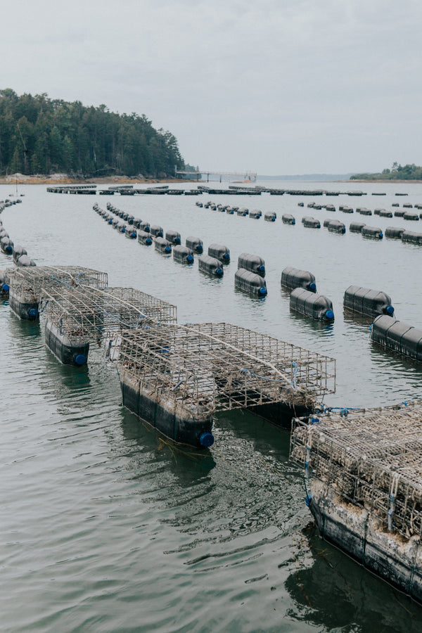 FARM HIGHLIGHT: SNOW ISLAND OYSTERS