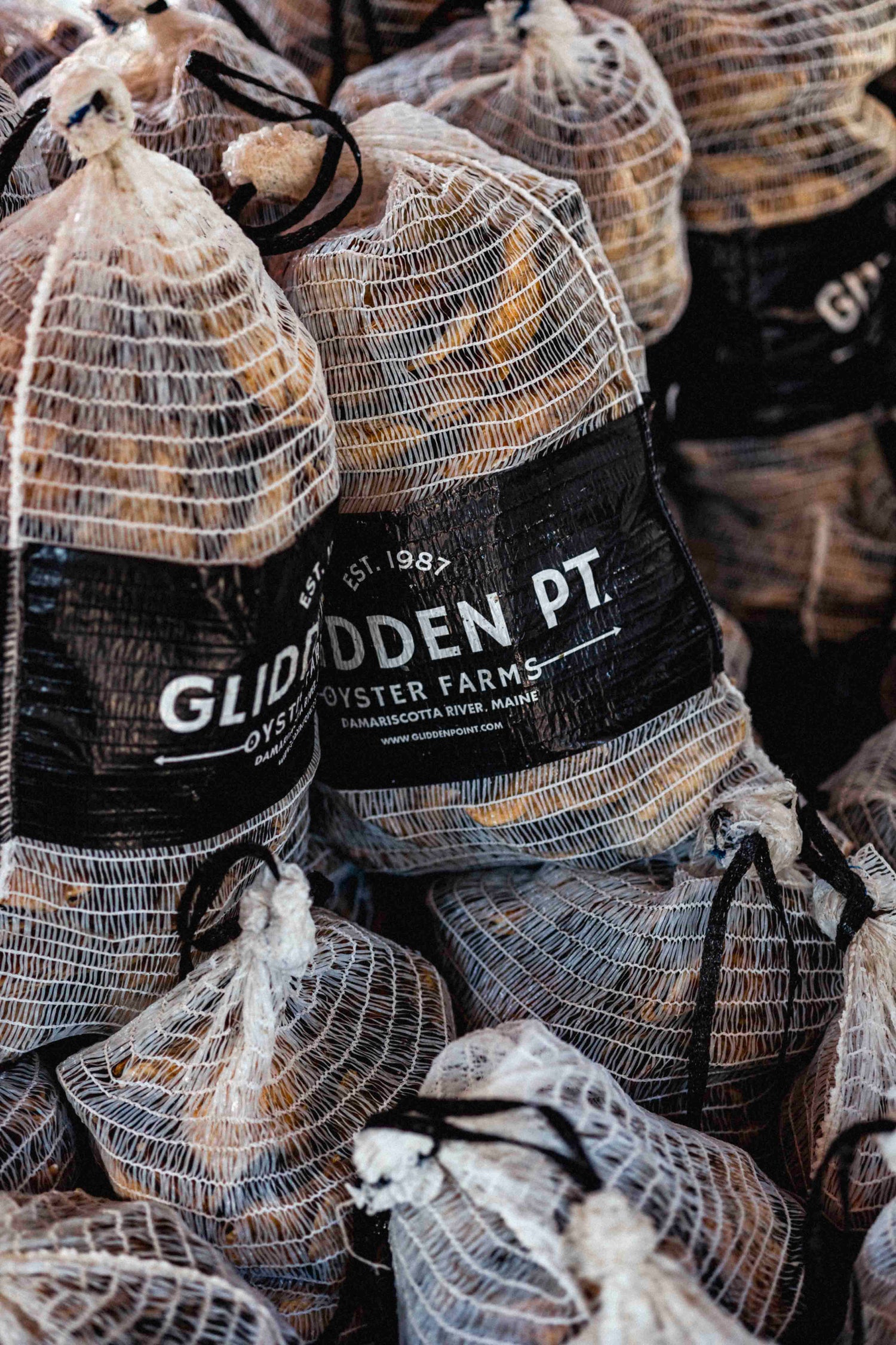 GPO OYSTERS
