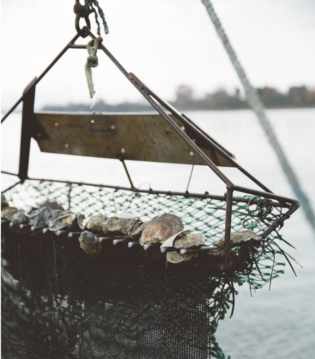 Flying Point Oysters