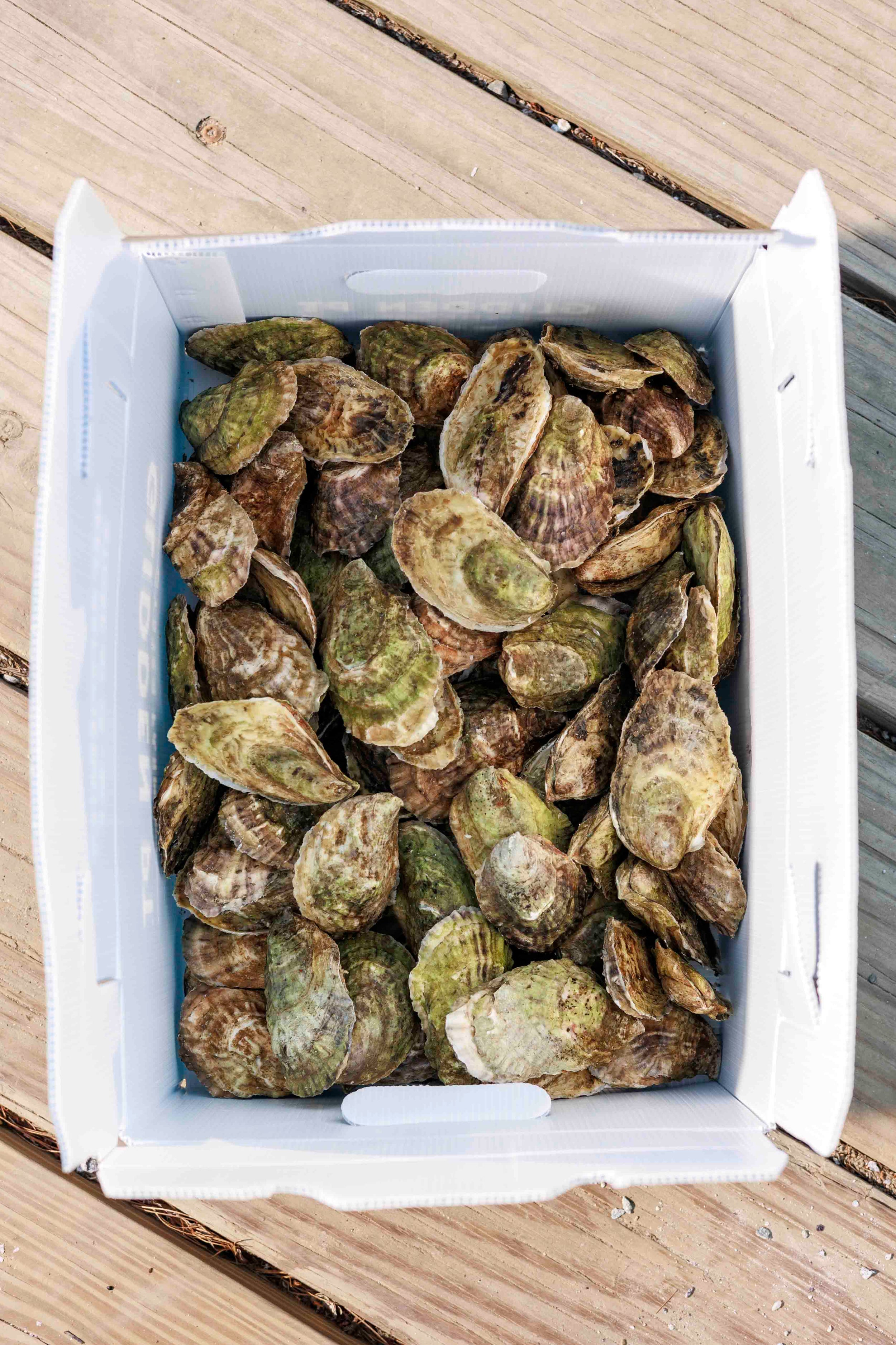 Glidden Point Topsider Oysters – Fresh Maine Oysters Shipped