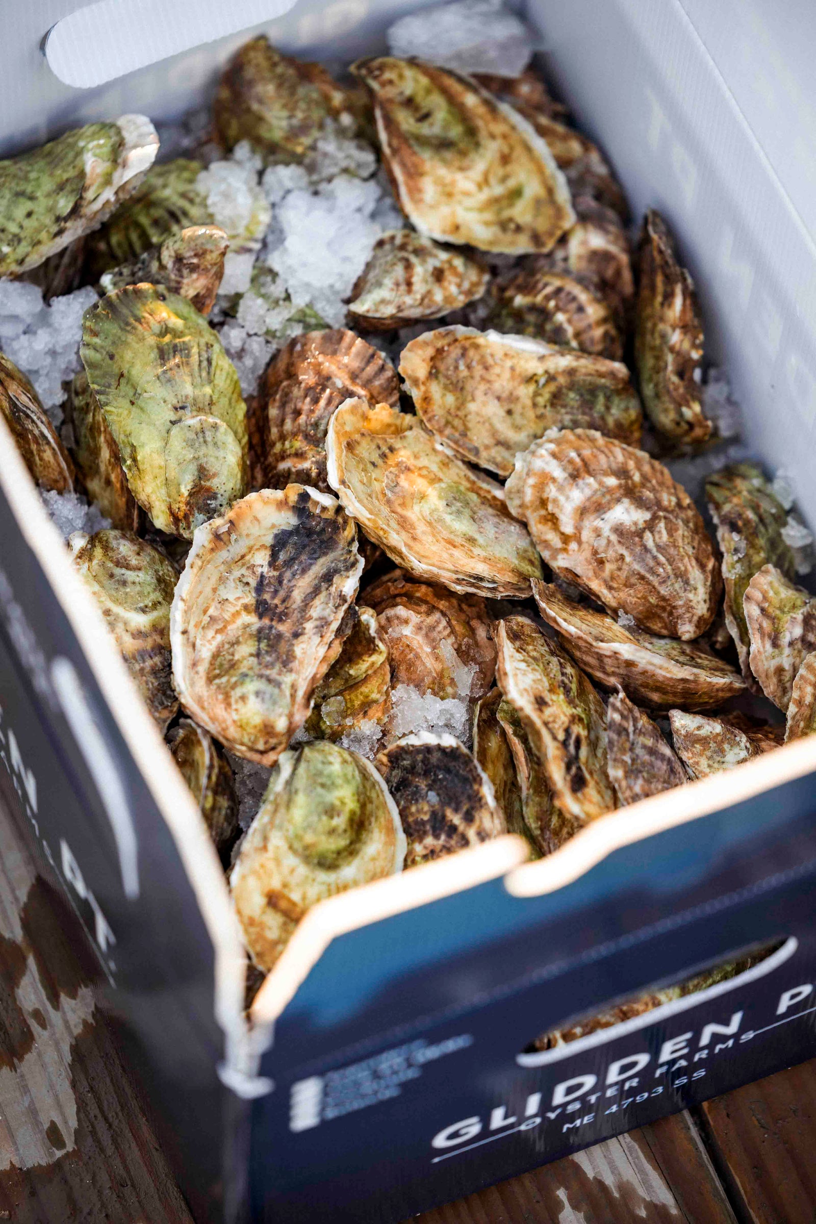 Glidden Point Topsider Oysters – Fresh Maine Oysters Shipped