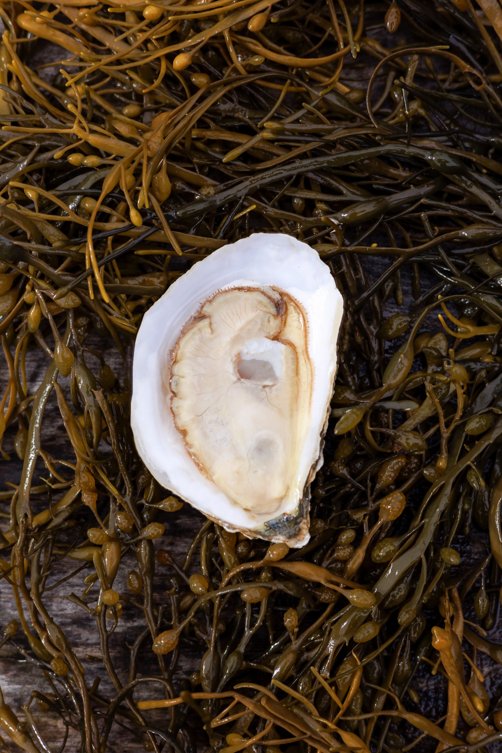 Glidden Point Topsider Oysters – Fresh Maine Oysters Shipped