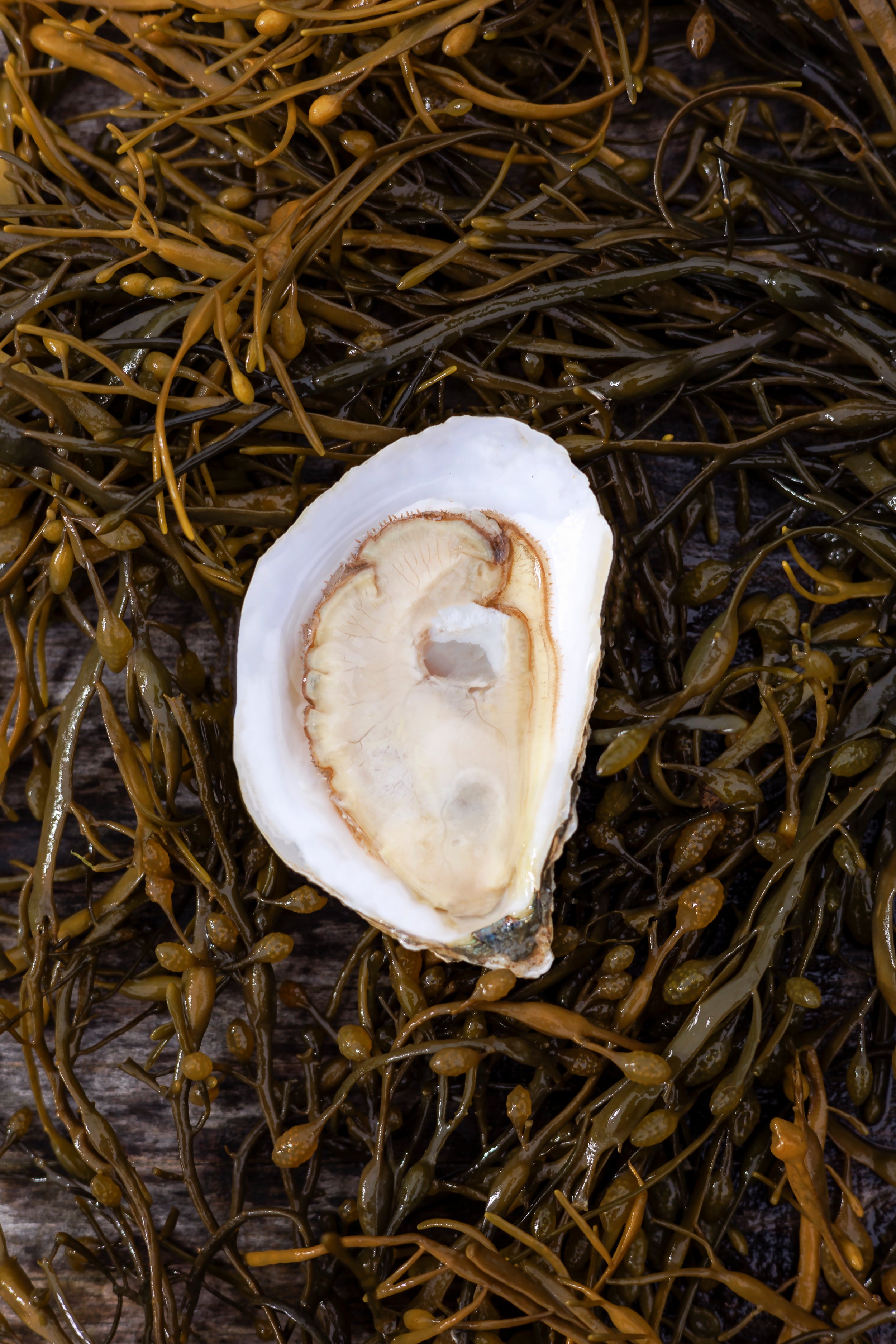 Glidden Point Topsider Oysters – Fresh Maine Oysters Shipped