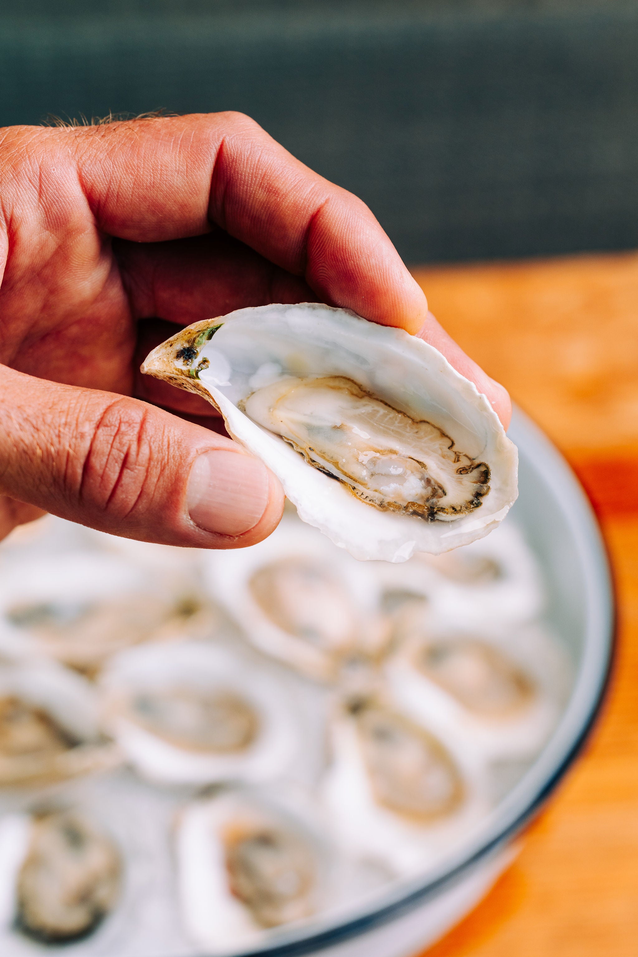 A close-up of a hand holding an open oyster shell over a plate of raw oysters on ice, with a blurred background.