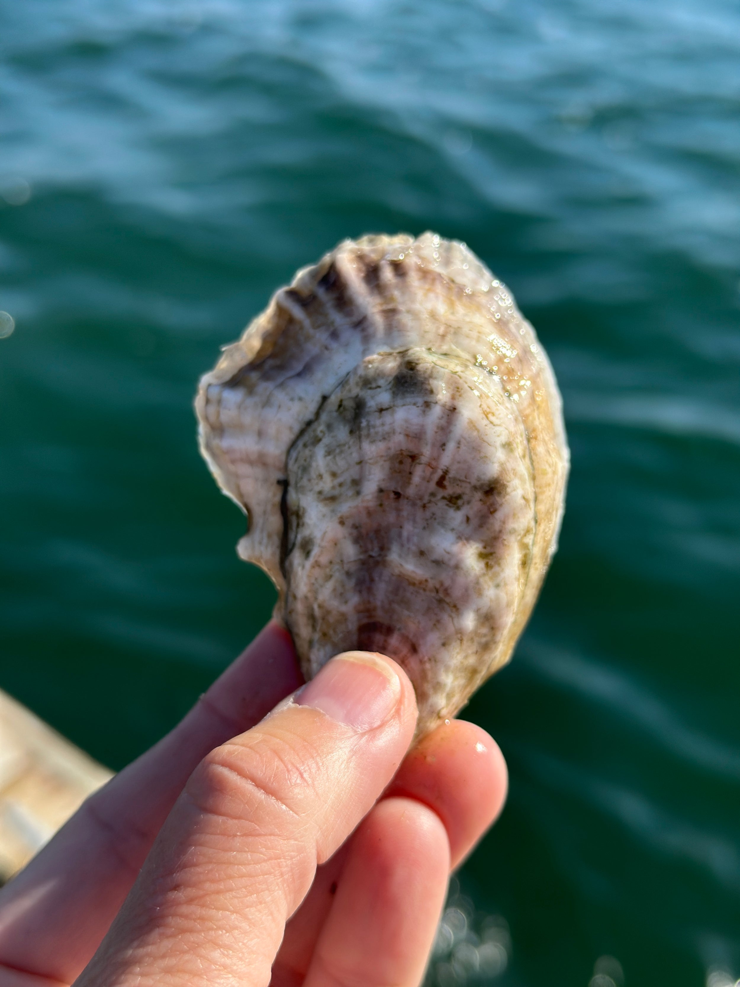 Love Point Oysters