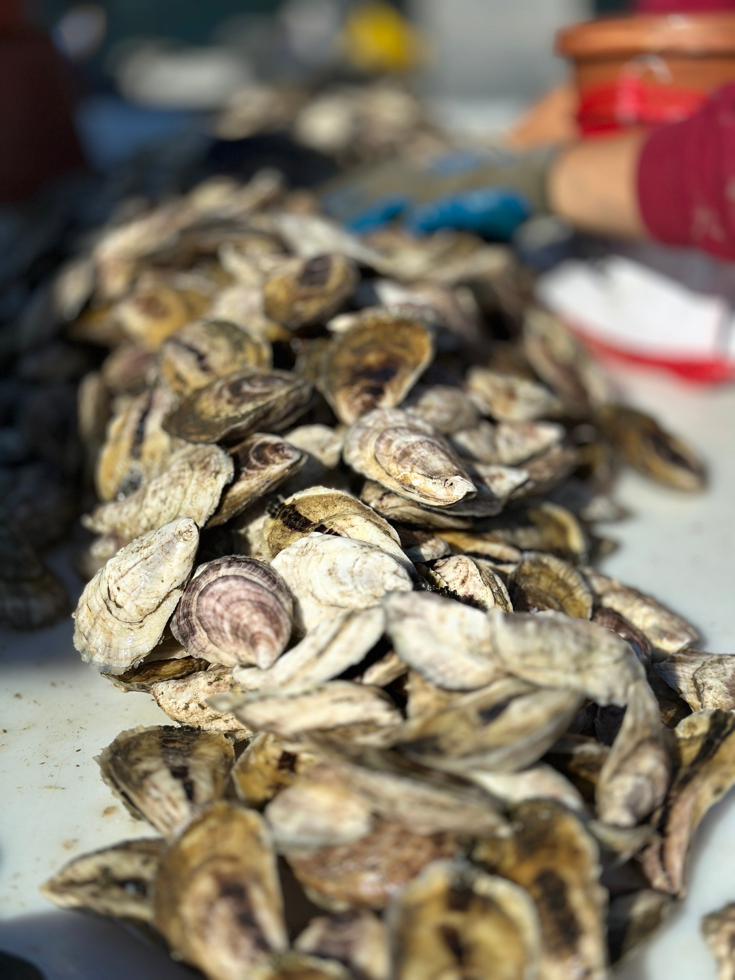 Love Point Oysters