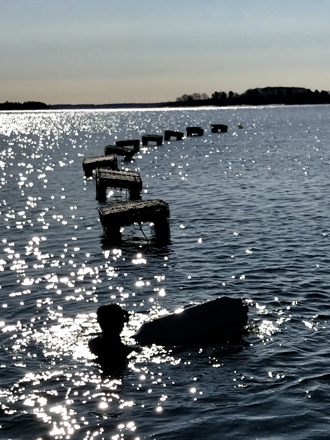 Maine Island Oysters