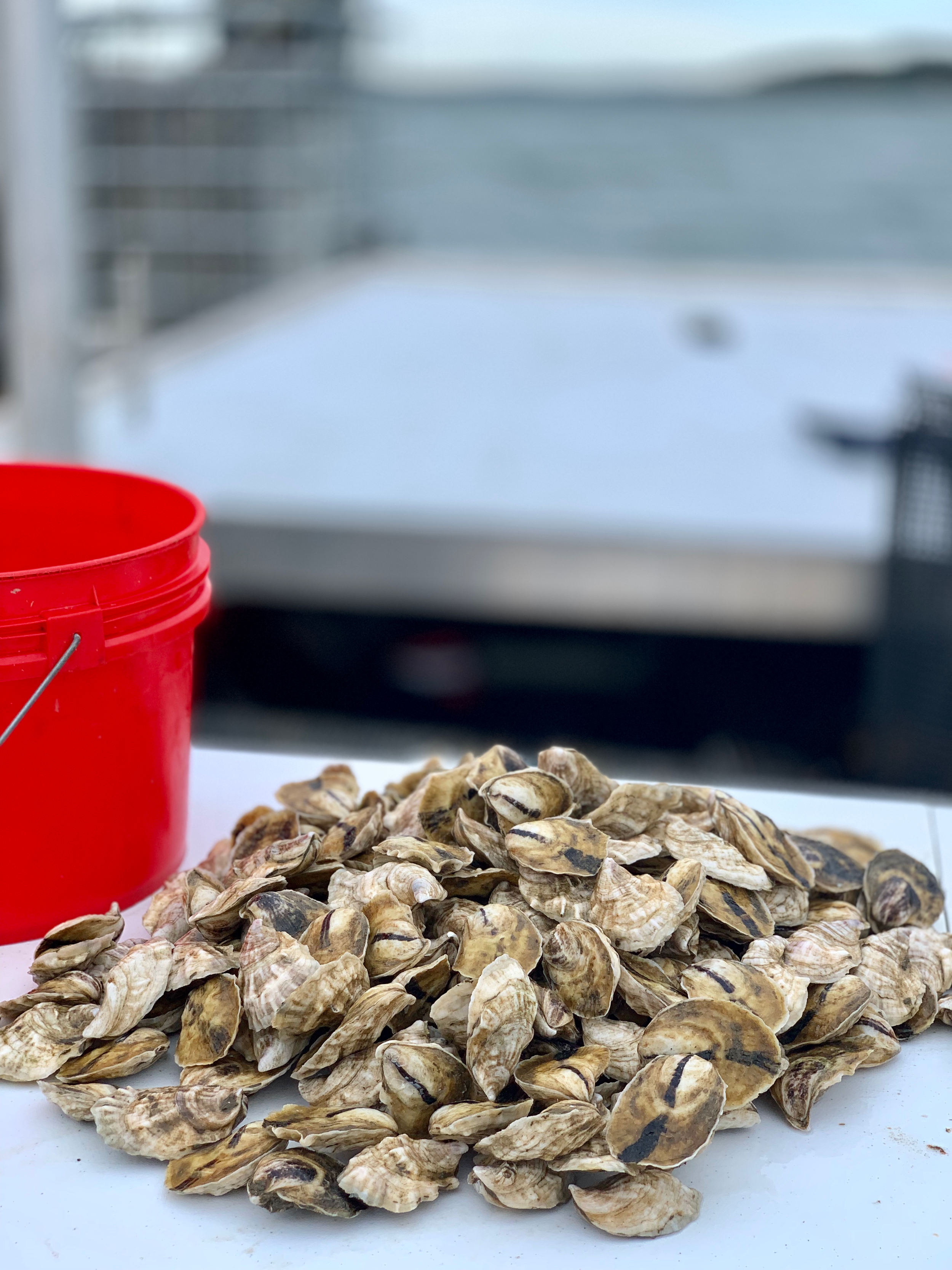 Maine Island Oysters