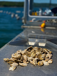 Maine Island Oysters