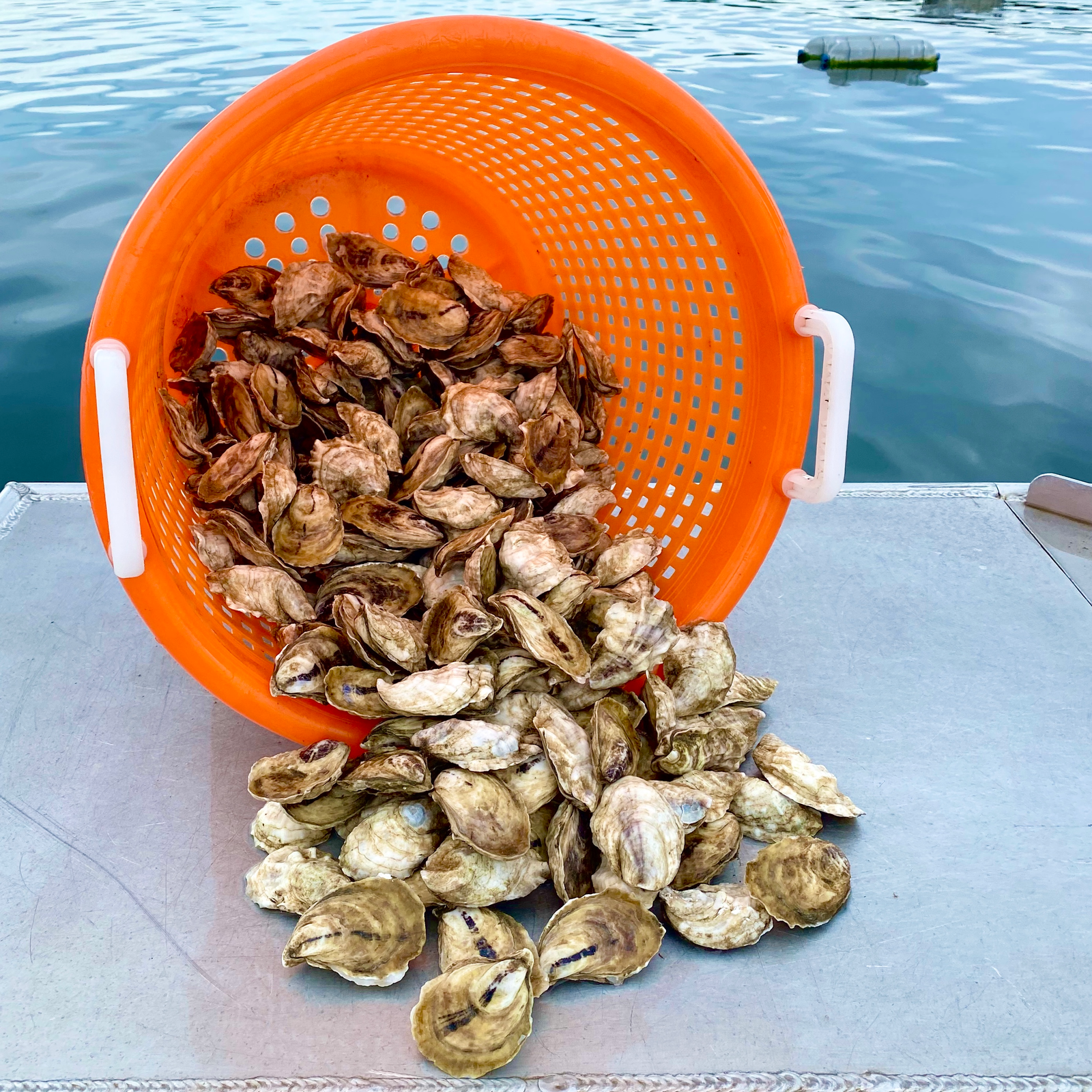 Maine Island Oysters