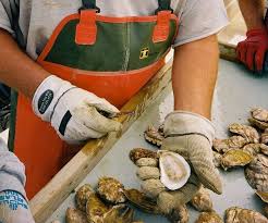 Person wearing gloves and an apron handling oysters in a market setting