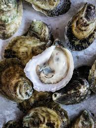 Close-up of oysters on a bed of sand