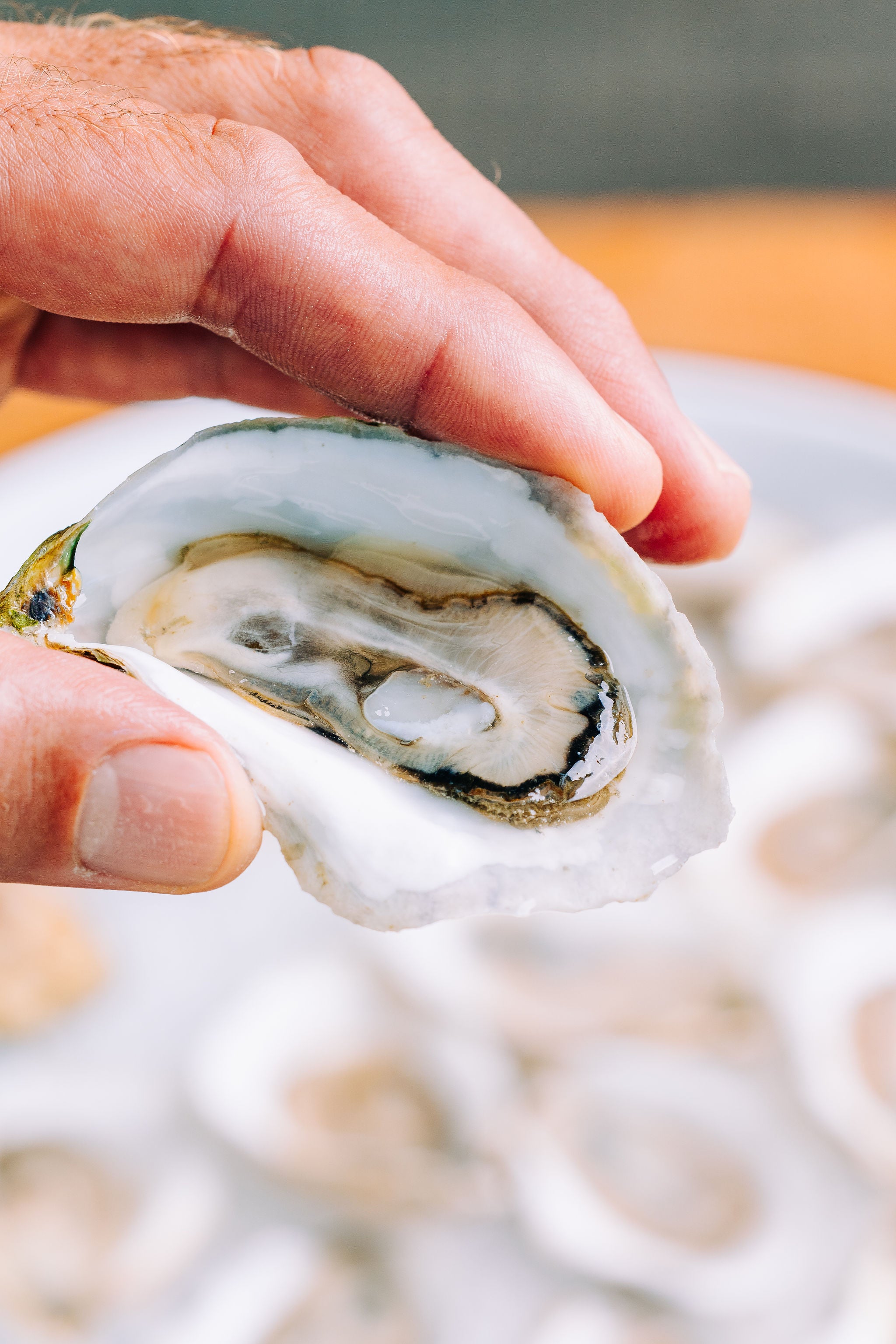 Glidden Point Topsider Oysters