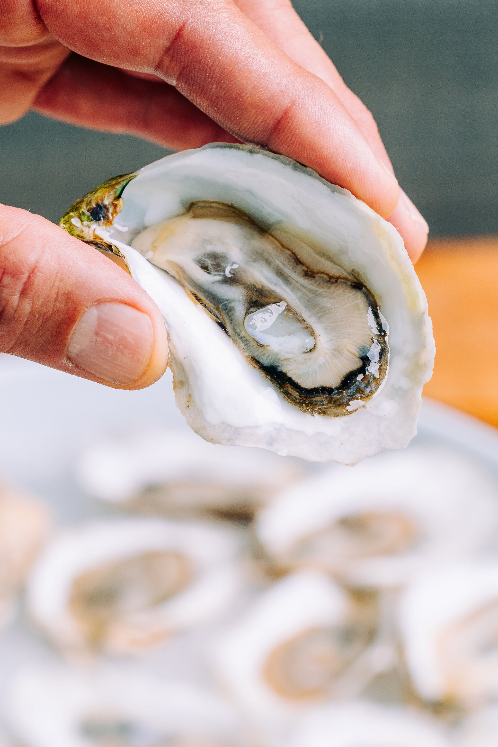 Glidden Point Topsider Oysters