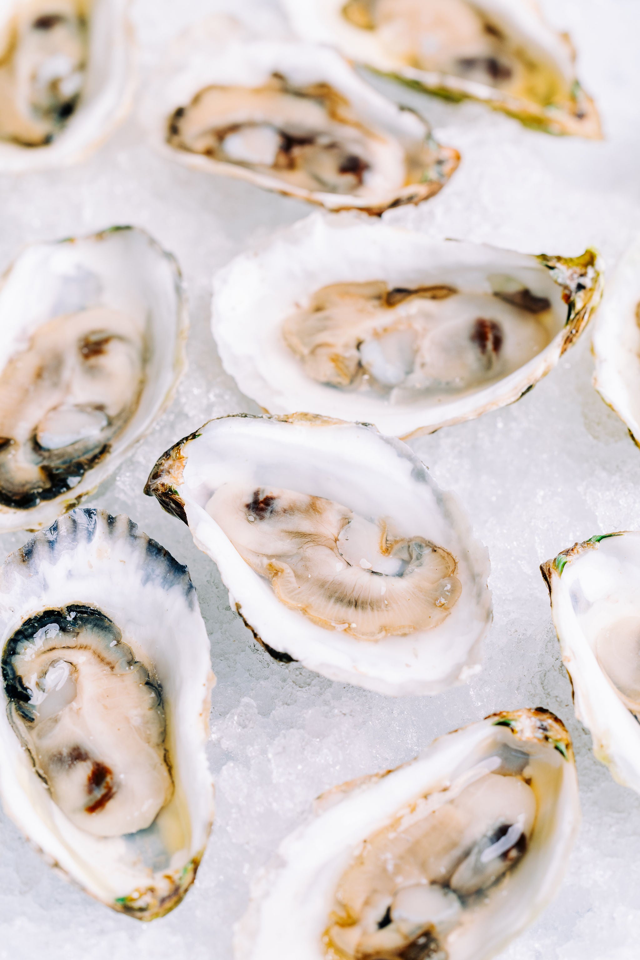Glidden Point Topsider Oysters