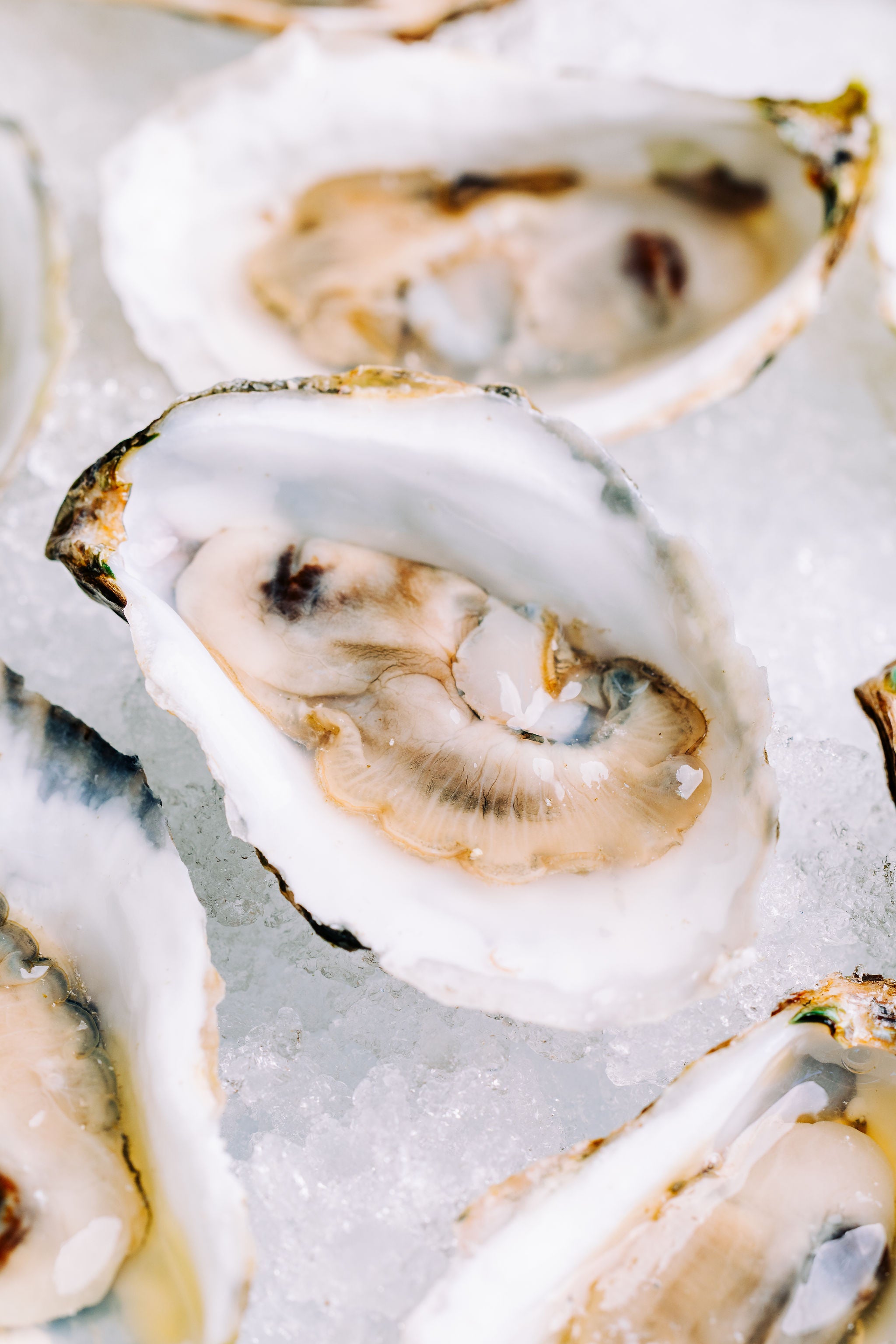 Glidden Point Topsider Oysters
