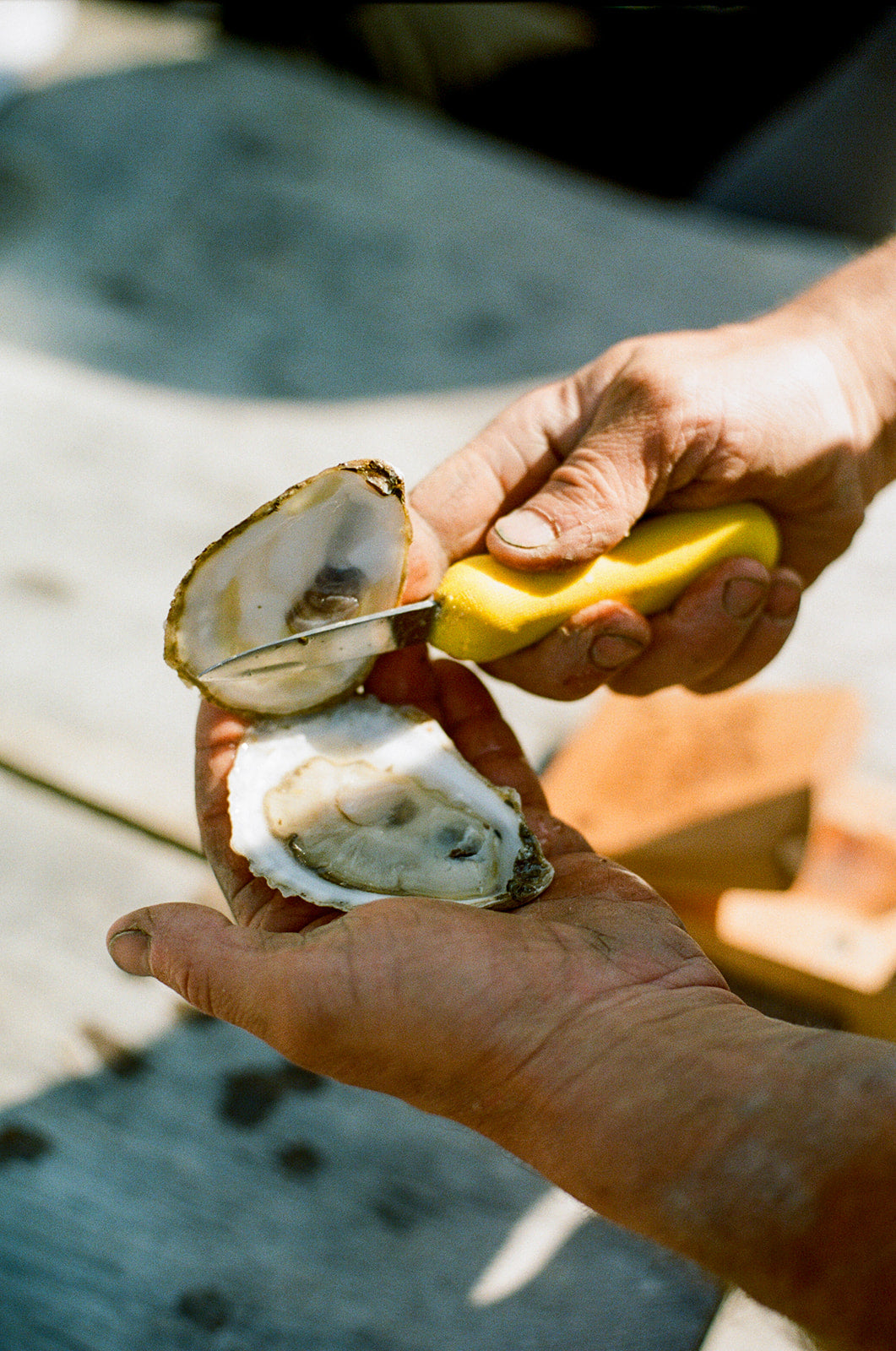 A person is using a yellow oyster knife to open an oyster shell.
