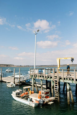 Nonesuch Oysters