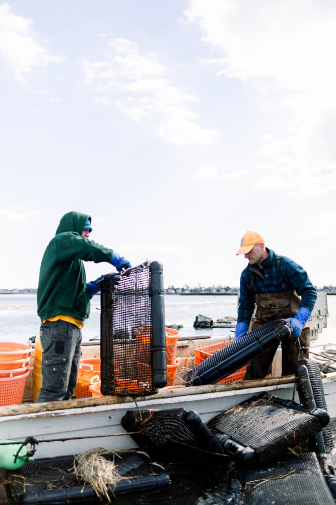 Nonesuch Oysters