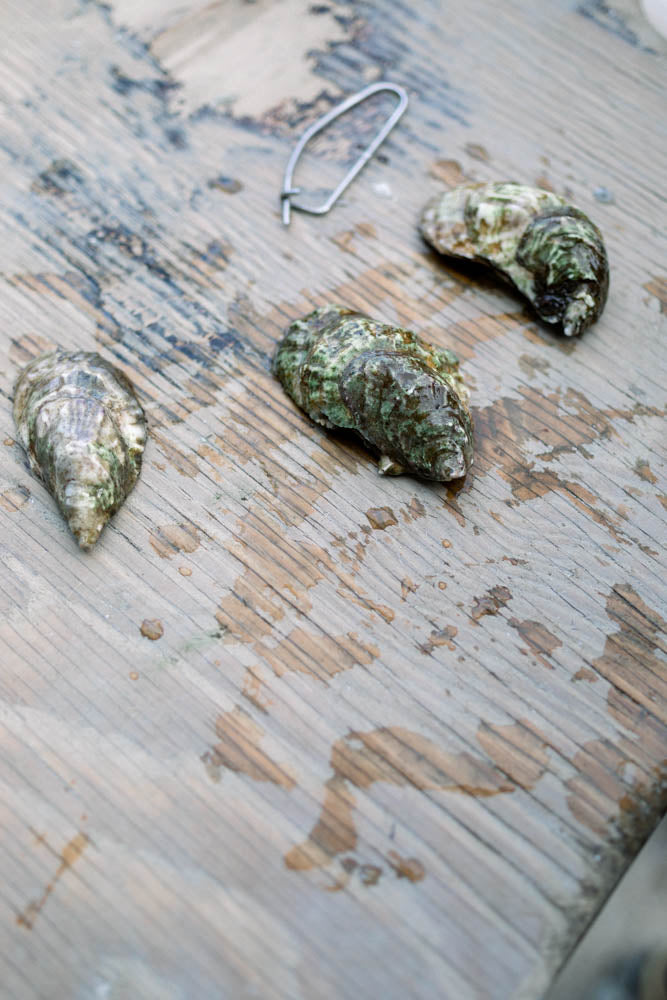 Nonesuch Oysters