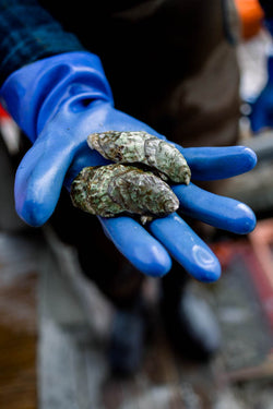 Nonesuch Oysters