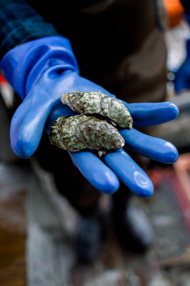 Nonesuch Oysters