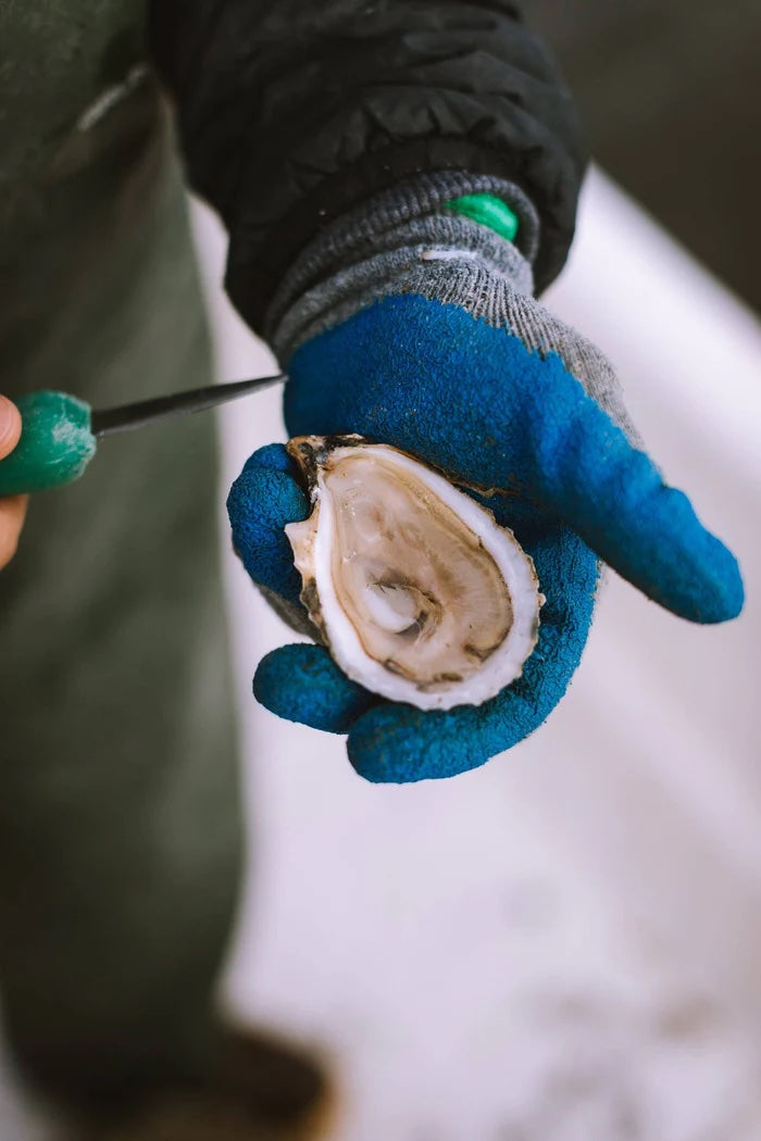 Glidden Point Topsider Oysters – Fresh Maine Oysters Shipped