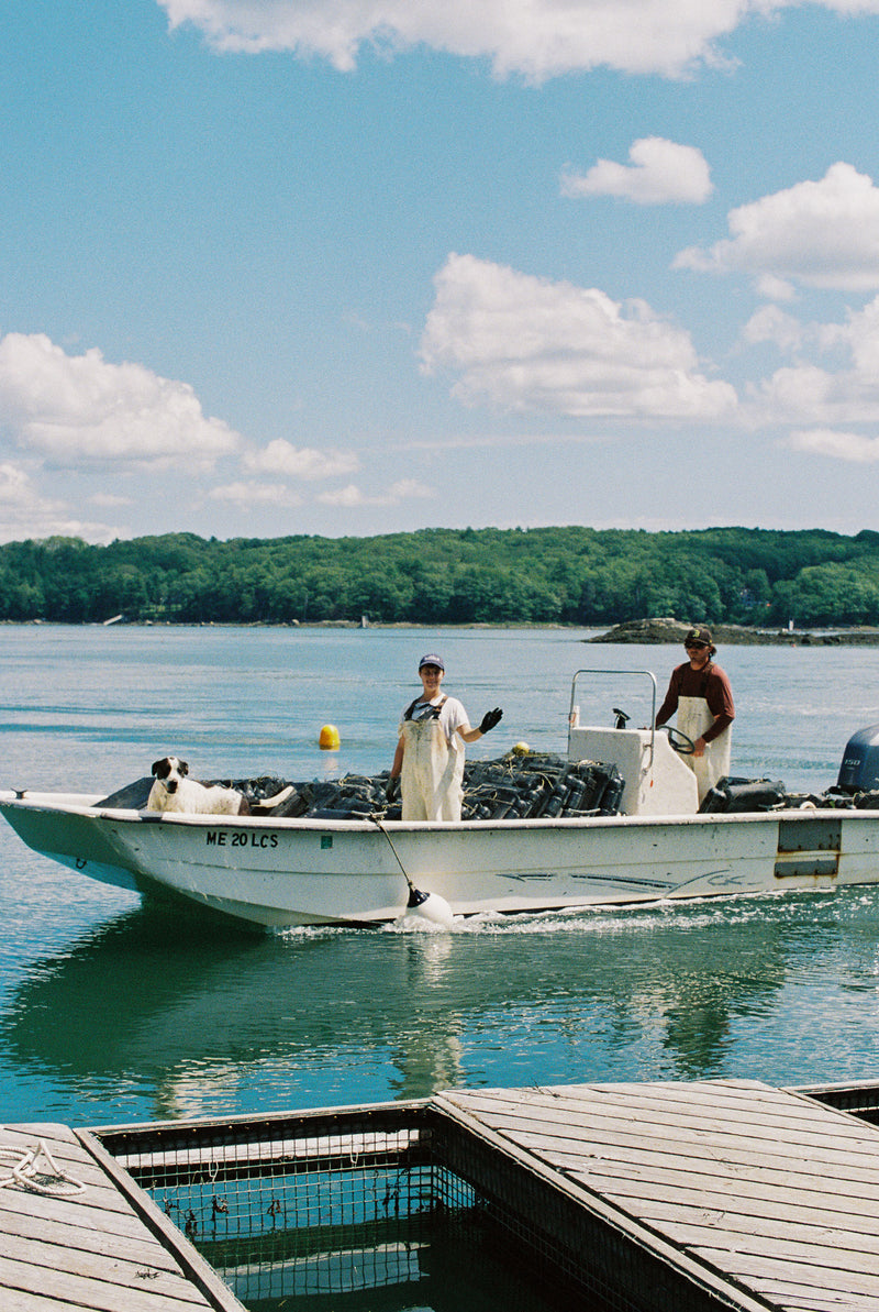 50 Count Glidden Point Oysters