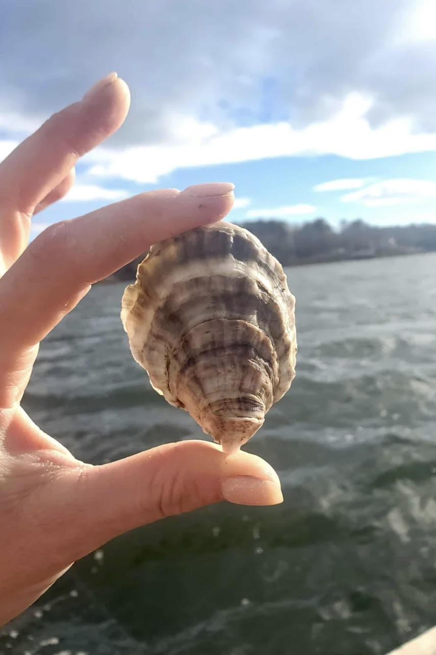 Sweet Lucy Oysters
