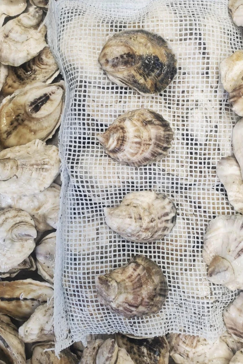Sweet Lucy Oysters